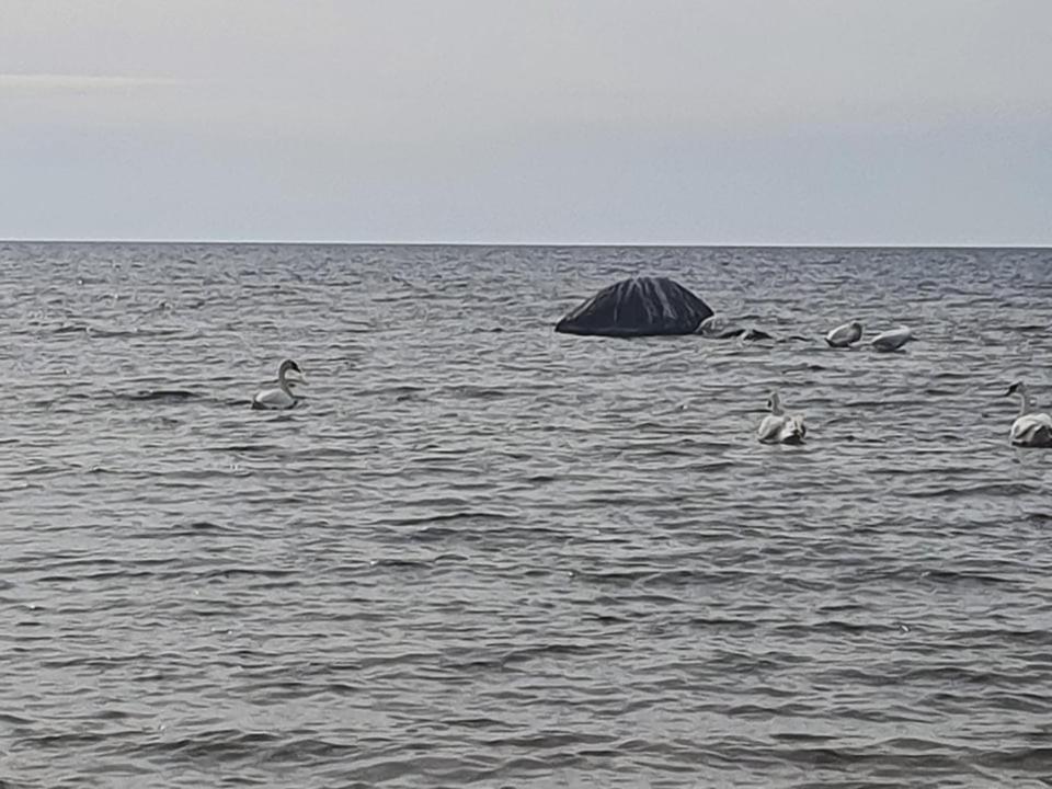 ホテル Paeevatalu Camping Vilusi エクステリア 写真